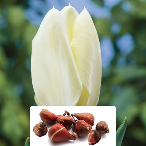 8 Tulip Purissima Bulbs - RHS Award Winner for Gardens - White Emperor Variety - Perennial Beauty with Fragrant, Large Petals – Cultivated for UK Climates Conditions