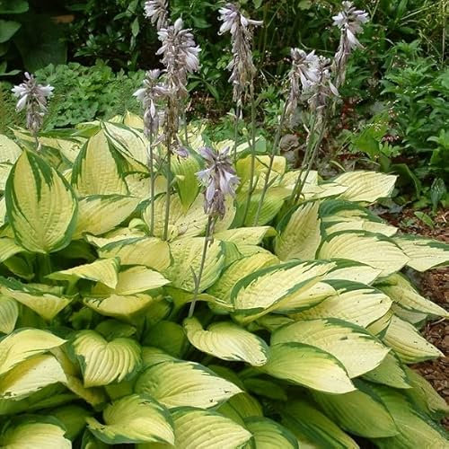 12 unità Hosta 'Gold Standard' - Hosta Vaso 9x9cm ±1 m² - Foglie Giallo Oro con Margini Verdi per Spazi Esterni