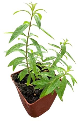 Hierbaluisa Natural Planta Aromática y Medicinal para el Jardín