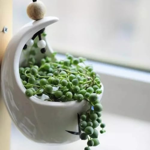 Semillas colgantes de plantas de guisantes, Senecio rowleyanus, decoración de la sala de estar plantas verdes plantas de interior plantas exóticas Plantas resistentes para el jardín. 30pcs