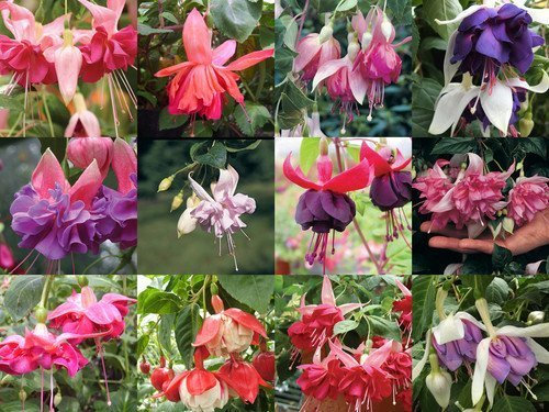 South Eastern Horticultural Pack x12 Hardy Bush Fuchsia 'Mixed Varieties' Garden Plug Plants