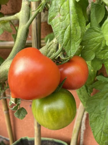 50 semi pomodoro di CUOR DI BUE NANO Solanum lycopersicum - SEMI FRESCHI -