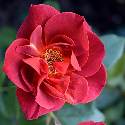 Bare Root Roses Plants 'Hot Chocolate' Floribunda Rosa Hardy Shrub Scented Vintage Look Red Blooms Easy to Grow Your Own Garden Flowers, 1xBare Roots by Thompson & Morgan