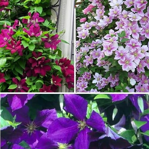 3 x Clematis Kletterplanzen Mix (3 Pflanzen): 3 kaufen/2 bezahlen - Blumen: Rot (Rouge Cardinal), Rosa/Weiβ (Piilu) & Blau (Jackmanii) | Mehrjährig & Winterhart | 3 x 1,5 Liter Töpfe