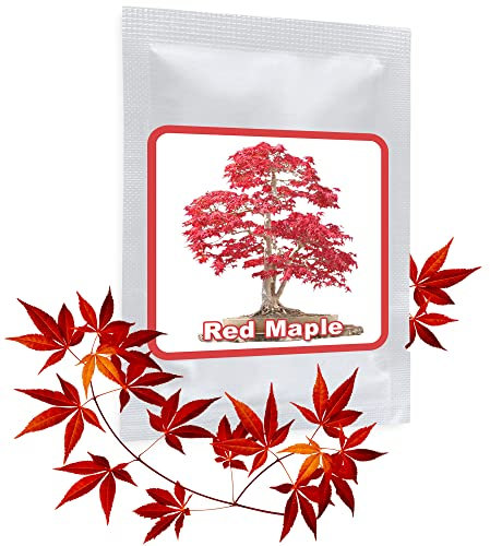 20 pcs Japanese Red Maple Seeds (Acer palmatum) I cultivable as bonsai or tree in The garden