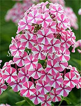 Comprare Phlox Fiore Semente 100 Pz pianta Phlox Fiore Phlox Drummondii Light Up Your Home Giardino Personale: 18