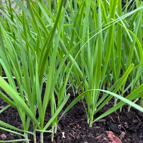 semillas de ajo cebollino - jardín cobertura del suelo 800pcs