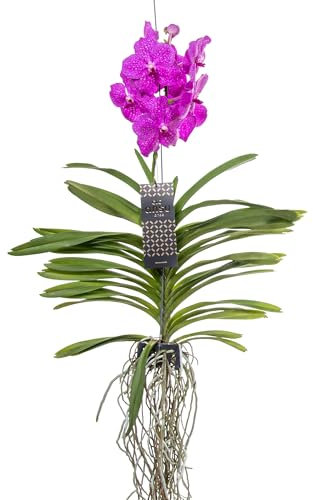 Plant in a Box - Orquídea Vanda - Rosa - L - Altura 60cm