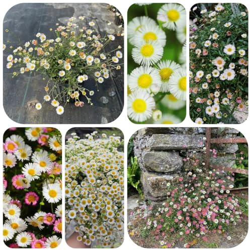 Semillas de margarita española macizo de con orgánicas, erigeron karvinskianus, balcón perennes resistentes cubierta perenne resistente 600pcs