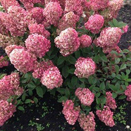 Hydrangea paniculata 'Sundae Fraise' 15cm Pot Size