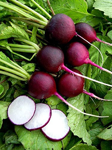 PREMIER SEEDS DIRECT - Radish Malaga Purple - 10 Grams Finest Seeds