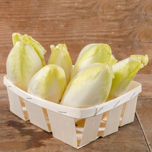 Semi di Cicoria,Semi di,da Giardino,Semi Biologici 200pcs
