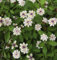 Teppich Verbene Summer Pearls - Phyla nodiflora