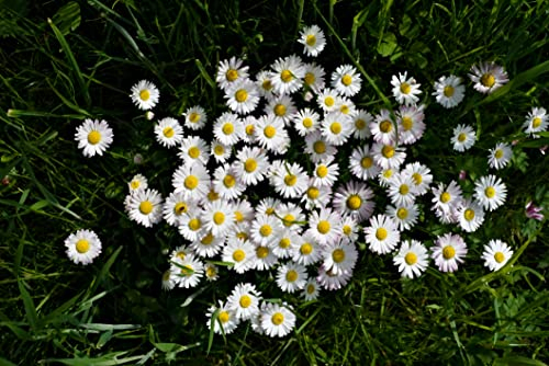 5000 Samen Gänseblümchen Bellis perennis Tausendschön Bienenweide Garten Blumen