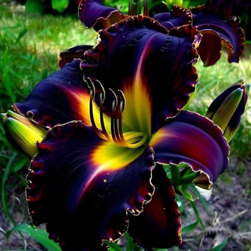 Selten Taglilien-Rhizom, Überraschend wachsend, Winterhart Mehrjährig, Geeignet für Frühling und Herbst, Kein Gießen Erforderlich, Leicht Zu ZüChten-5 Rhizom-D