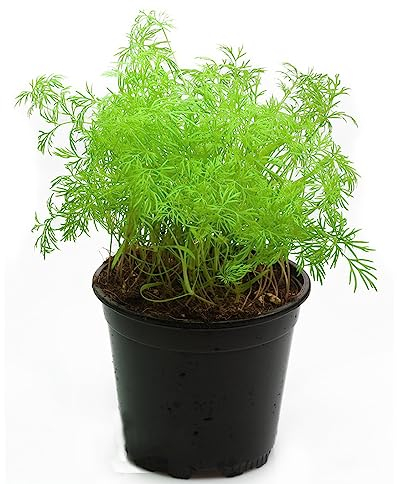 300 Stücke Dill Samen Mehrjährig Winterhart, Gartenkräuter, Hochbeet Samen (Anethum Graveolens) Kräutergarten Balkon, Bio Samen Wildkräuter Samen, Winterharte Pflanzen Samen Kräuter,