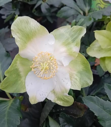 10 Stck. Christrose Helleborus Niger weiß 1 L Topf