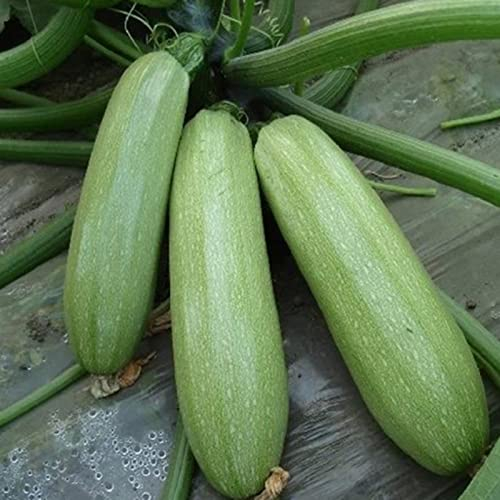 Haloppe 20 Stück Zucchini-Gemüse-Samen für die Bepflanzung des Hausgartens, Zucchini-Samen, Obst, hellgrüne Zucchini-Samen Zucchini-Samen