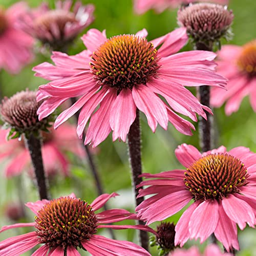 Echinacea SunSeekers Pink - Sonnenhut | Outdoor Stauden Pflanzen Gartenbereit
