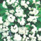 Gefüllter Gartenjasmin 'Schneesturm' (im Container)