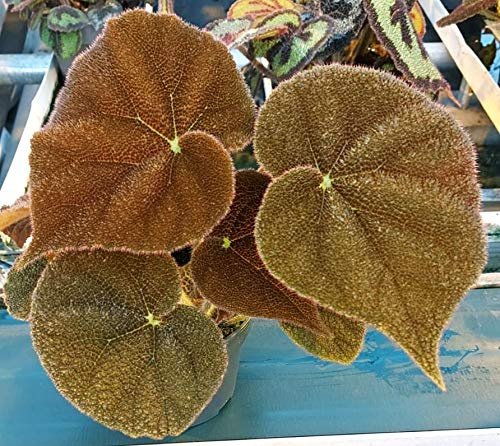 POWERS TO FLOWERS - BEGONIA MASONIANA ROSSA, pianta vera