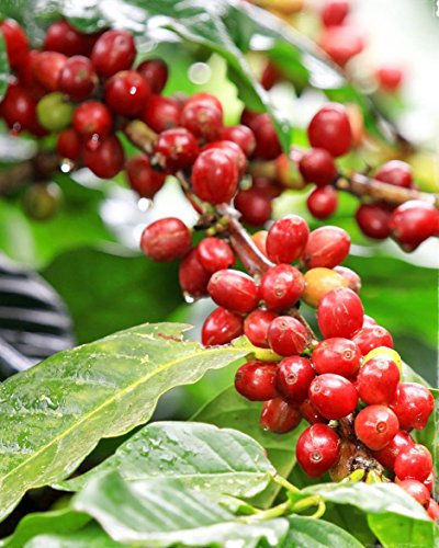 1 PIANTA DI COFFEA ARABICA PIANTA DEL CAFFÈ IN VASO 7CM PIANTE DA INTERNO