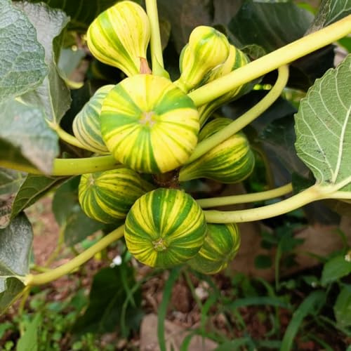 Semi di fico - comprare da frutto per giardinieri frutto colonnare da colonnari raro frutteto vecchie varietà serre balcone resistenti 85pcs