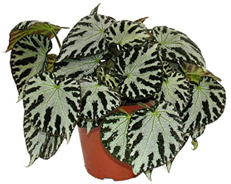 Begonia a foglia Silver Jewel, vaso da 12 cm