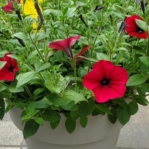 semillas de petunia colgando resistentes para el jardín. petunia petunia silvestres, de balcón, decorativas Las del jardín 650pcs