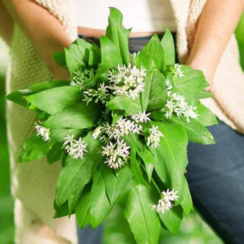 semi di Aglio Orsino cucina giardino selvaggio balcone parterre perenne resistente medicinali estate cucina giardino 150pcs