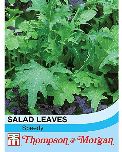 Salad Leaves Speedy Mix Half-Hardy Annual Seeds (500 Seeds) by Thompson and Morgan