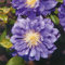 Clematis Kiri Te Kanawa 1L - Garten Pflanzen mit schönen Blüten - Die perfekte Dekoration für Ihr Grundstück - Für Anfänger und professionelle Gärtner - Garten Wanddekoration Für alle Jahreszeiten