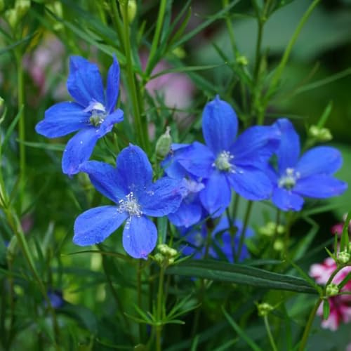 semi di delphinium - delphinium da insoliti delfinio di esotici selvatici fiorito decorativo semi Decorazioni 60semi