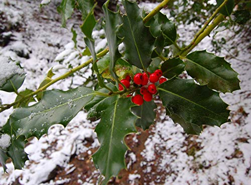 Ilex Aquifolium, Englische Stechpalme, 10 Samen