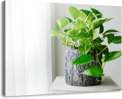 Golden pothos Epipremnum aureum at window the bedroom home and garden Extra Large Canvas Wall Art Decor 24x36 Framed Prints Pictures Poster Painting Artwork for Living Room Bedroom Office Bathroom