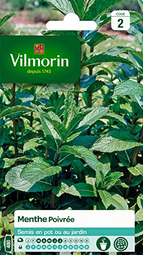 Vilmorin - Menthe poivrée - Plante médicinale et aromatique - idéal pour parfumer Cocktails et salades - développement Important, Verte