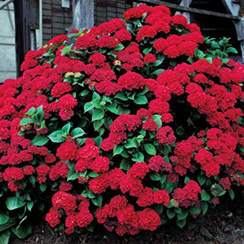 1, rouge: Shopvise hortensia Graines jardin 20Pcs / Pack Couleur (Rouge)