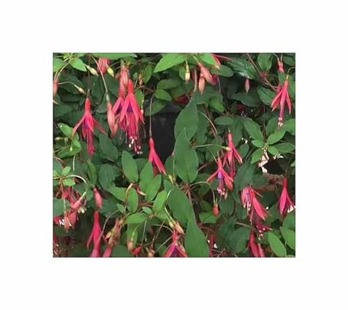 Pcs - 10x Fuchsia Magellanica - Scarlatine Fuchsia Arbuste Plantes - Graines ID1722 - Seeds & Plants Shop by Ipsa