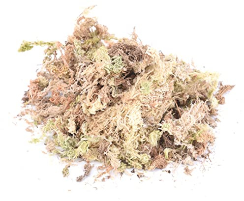 100 g di muschio secco di sfagno per orchidee, fertilizzante idratante biologico per phalaenopsis e piante da giardino