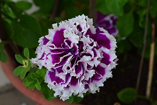 Grow Your Secret Garden Petunia Double Purple Seeds