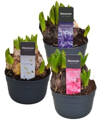 Planta Natural Jacinto 1 Bulbo de Hyacinthus Orientalis Flores de Colores