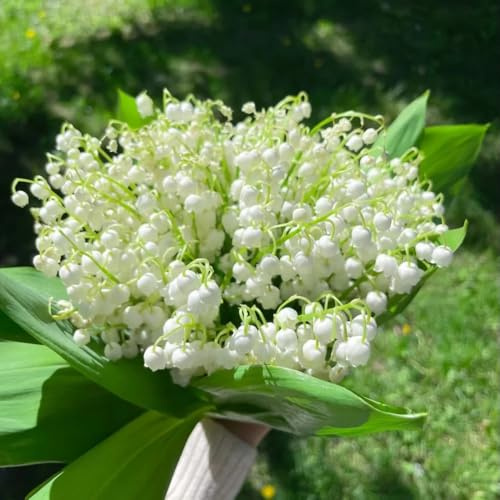 bulbos de lirio de los valles, perenne resistente, raras para el jardín para exterior al invierno. 12pcs