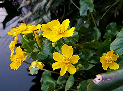 Lincolnshire Pond Plants Ltd - Marginal Aquatic Pond Plant - (Caltha Palustris) - 9cm
