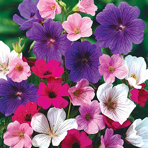 Geranium Hardy Mixed Flower Seeds