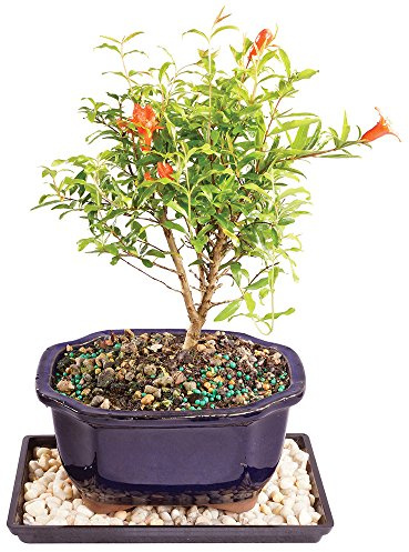 Brussel's Live Dwarf Pomegranate Indoor Bonsai Tree - 5 Years Old; 8 to 12 Tall with Decorative Container, Humidity Tray & Deco Rock
