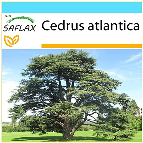 SAFLAX - Presentförpackning - Nordafrikanska Atlas Cedar - 20 Frön - Med presentförpackning, kort, etikett och pottsubstrat - Cedrus atlantica