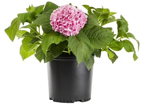 Hortensia Rosa (Hydrangea) Planta Natural Viva en Maceta Belleza Floral para Balcones y Terrazas