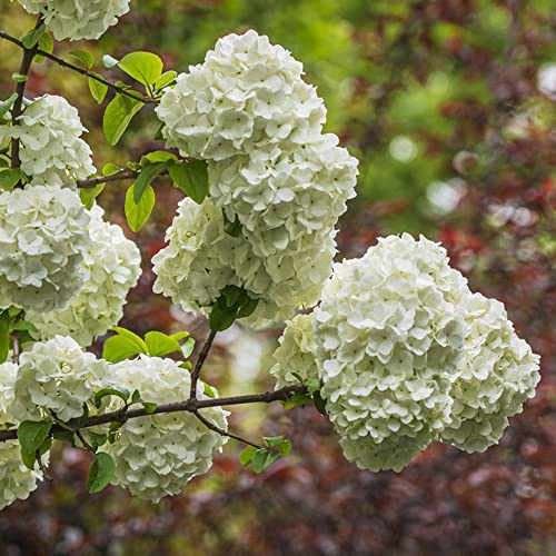 bola de nieve - Decoración de jardín exteriores bola nieve aromáticas balcón en elevado jardín cubrir el suelo culinarias raras, decorativas 100semillas