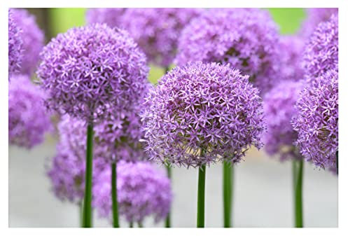 15x Giant Allium Purple Sensation Bulbs Beautiful Spring Flowering Bee Friendly Flowers Perennial Garden Plants