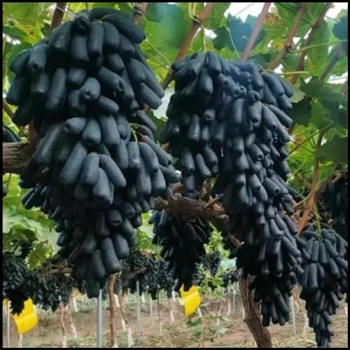 Weinreben kaufen winterhart zwiebeln,Tafel-Trauben,vitis vinifera weinrebe,weintrauben pflanzen kernlos winterhart süße,Tafeltraube wein pflanze winterhart,trauben pflanzen.-3zwiebeln-D